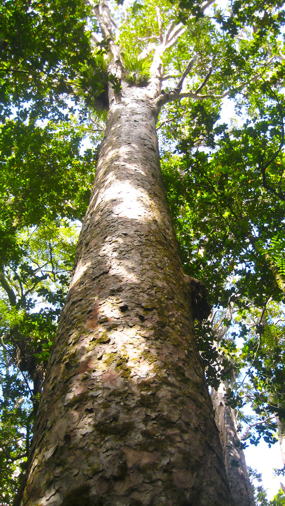 Kauri tree, Trounson Kauri Park